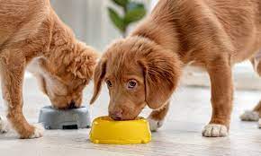 Crucial Facts About Supplements for Losing Puppies